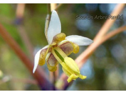 Epimedium myrianthum