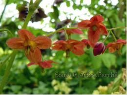 Epimedium x warleyense 'Orange Königin'