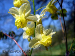 Epimedium pinnatum ssp colchicum