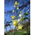 Epimedium pinnatum ssp colchicum