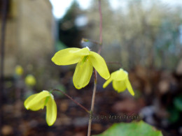 Epimedium platypetalum