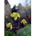 Epimedium platypetalum