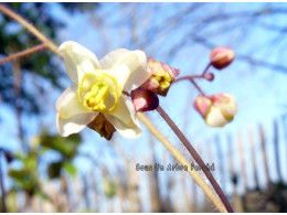 Epimedium pubigerum