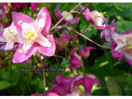 Epimedium x rubrum