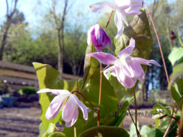 Epimedium 'Sasaki'