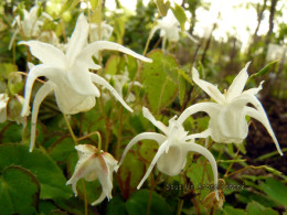 Epimedium 'Sohayaki'