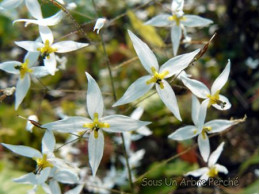 Epimedium stellulatum 'Yukiko'