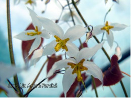 Epimedium stellulatum 'Wudang Star'