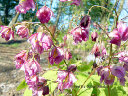 Epimedium 'Suzukake'