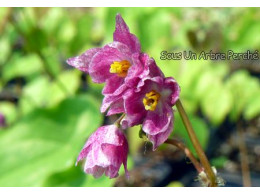 Epimedium 'Tanima-no-yuki'