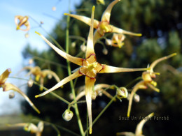 Epimedium wushanense 'Caramel'