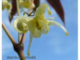 Epimedium wushanense nova Cc014193