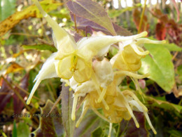 Epimedium wushanense nova 'Spiny Leaves Form'