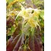 Epimedium wushanense nova 'Spiny Leaves Form'