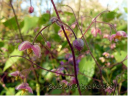 Epimedium x cantabrigiense