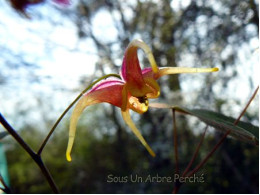 Epimedium x omeiense 'Akane'