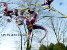 Epimedium x omeiense 'Myriad years'