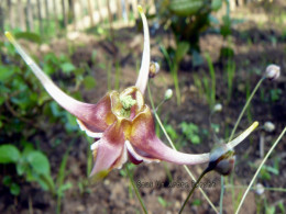 Epimedium x omeiense 'Stormcloud'