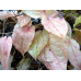 Epimedium x rubrum