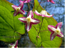 Epimedium x rubrum 'Sweetheart'