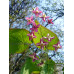 Epimedium x rubrum 'Sweetheart'