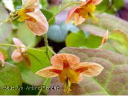 Epimedium x warleyense