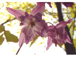 Epimedium x youngianum 'Kozakura'