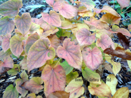 Epimedium x youngianum