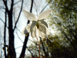 Epimedium x youngianum 'Niveum'