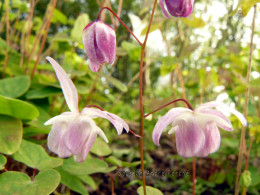 Epimedium x youngianum 'Roseum'