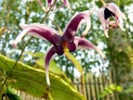 Epimedium zushanense