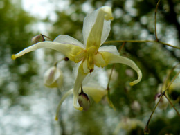 Epimedium acuminatum fleurs jaunes