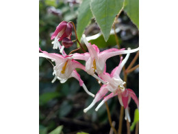 Epimedium 'Kotobuki'