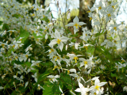 Epimedium stellulatum 'Long Leaf Form'