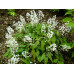 Epimedium stellulatum 'Long Leaf Form'