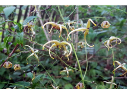 Epimedium 'The Giant'