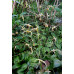 Epimedium 'The Giant'