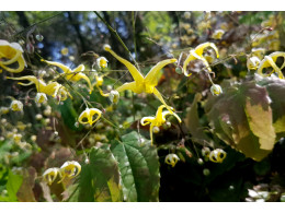 Epimedium wushanense og93019