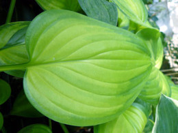 Hosta 'Guacamole'