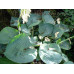 Hosta 'Abiqua Drinking Gourd'