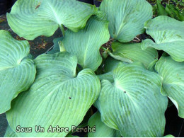 Hosta 'Blue Angel'