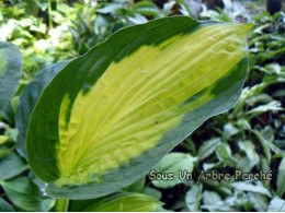 Hosta 'Captain Kirk'