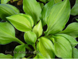 Hosta 'Cracker Crumbs'