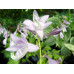 Hosta 'Cracker Crumbs'