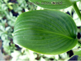 Hosta 'Devon Green'