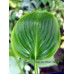 Hosta 'Devon Green'