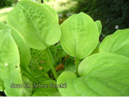 Hosta 'Eye Catcher'