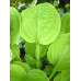 Hosta 'Eye Catcher'