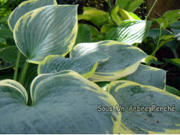 Hosta 'First Frost'