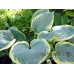 Hosta 'First Frost'